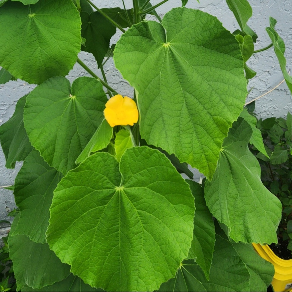 Botón de Oro Ramas Frescas. Indian Mallow Fresh Cuttings. Botón de oro.